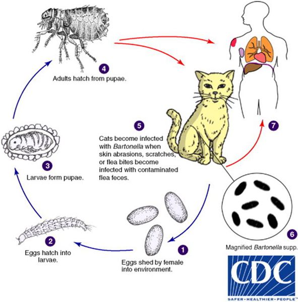 Механизм передачи инфекции