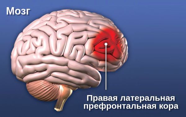 Правая латеральная префронтальная кора головного мозга