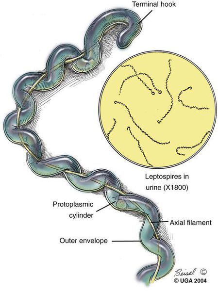 Бактерии Leptospira