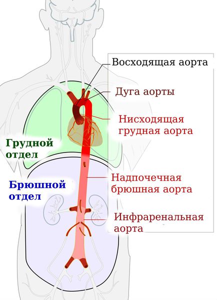 Болевой синдром при аневризме аорты thumbnail