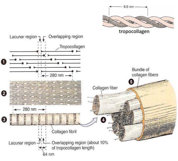 Строение коллагеновых волокон