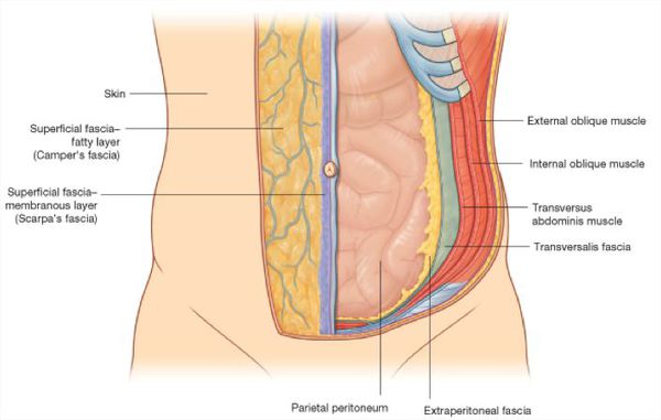 Анатомия брюшной полости