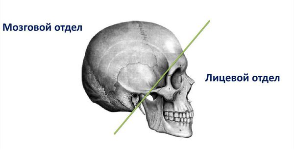 Мозговой и лицевой отделы черепа