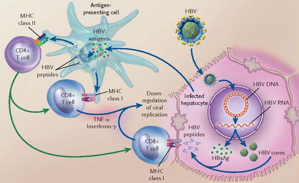Изменение клетки печени при проникновении вируса гепатита Б