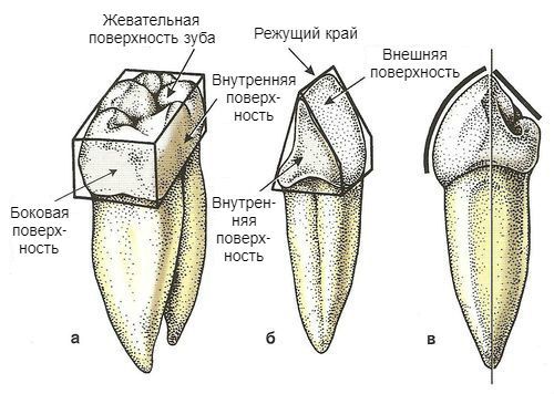 Поверхности зубов