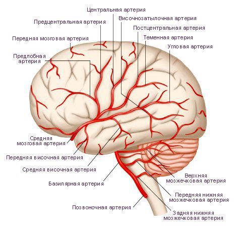 Что такое синдром хронической ишемии головного мозга thumbnail