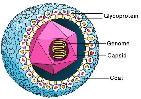 Строение вируса