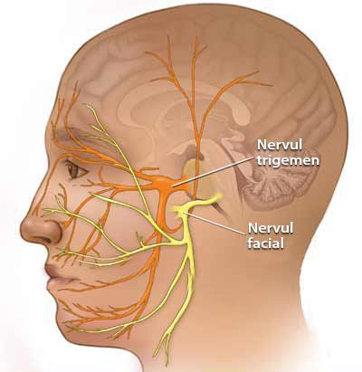 Лицевой и тройничный нерв