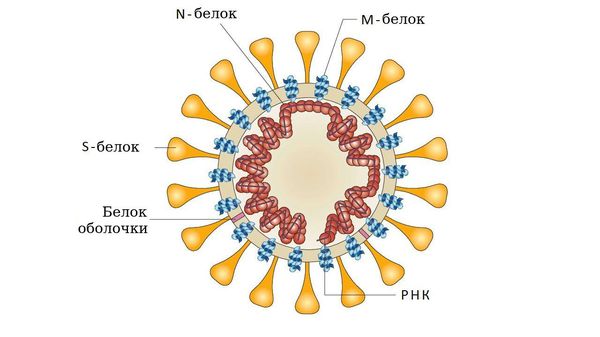 Структура коронавируса