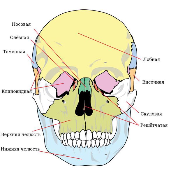 Перелом костей средней зоны лица thumbnail