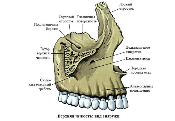 Верхняя челюсть: вид снаружи