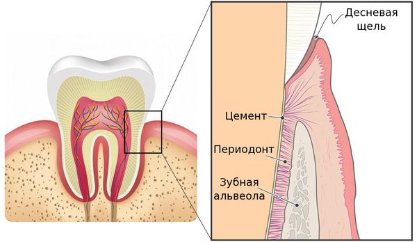 Воспаление комплекса соединительной ткани (периодонта)