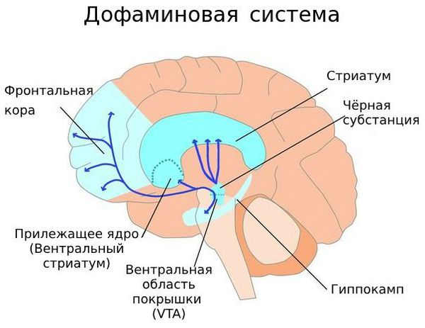 Пути движения дофамина в головном мозге