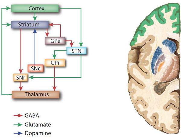 Связь коры головного мозга с базальными ганглиями