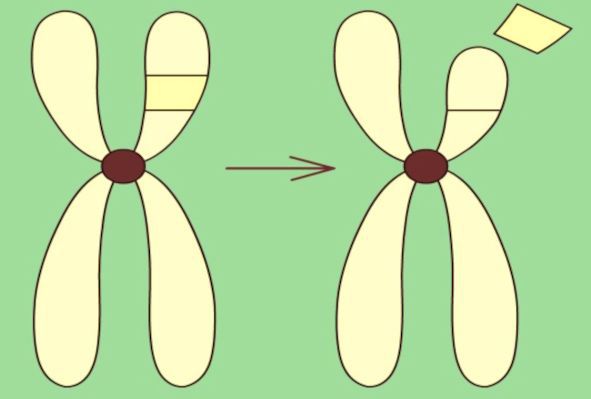 Делеция хромосомы