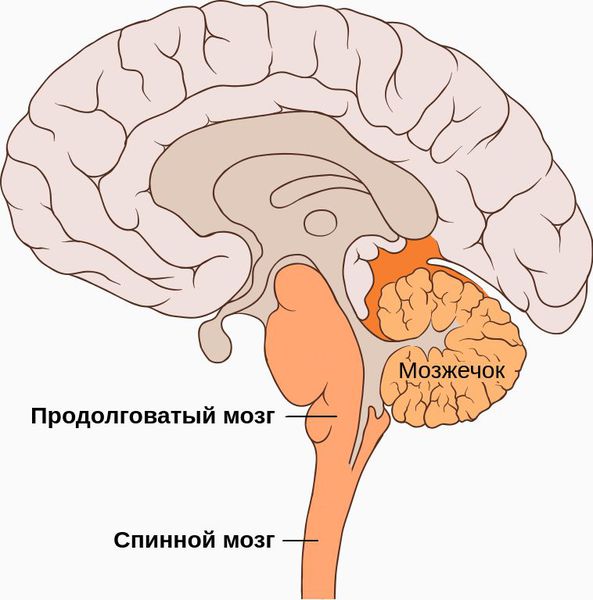 Продолговатый и спинной мозг