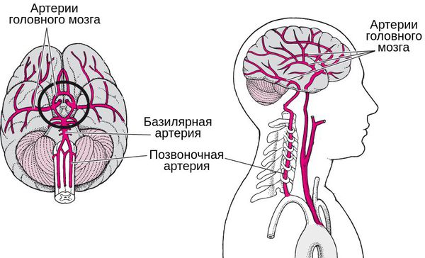 Вертебробазилярная система: позвоночная и базилярная артерия, снабжающие мозг кровью