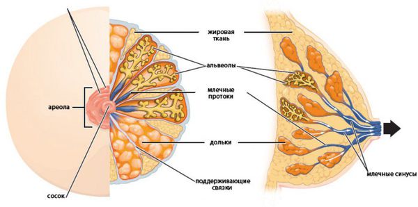 Строение молочной железы