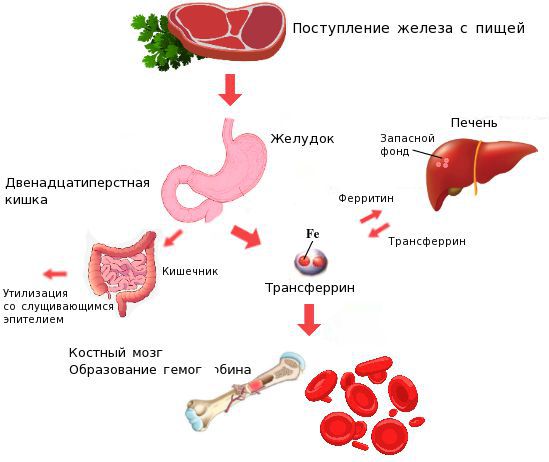 Схема патогенеза железодефицитной анемии thumbnail