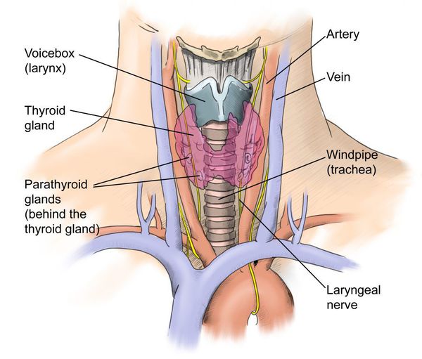 Симптомы узлового зоба щитовидной железы у мужчин thumbnail