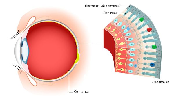 Сетчатка глаза