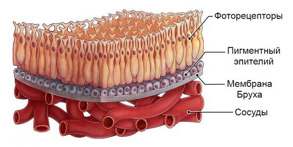 Слои сетчатки