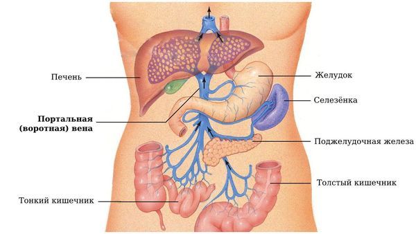 Портальная (воротная) вена