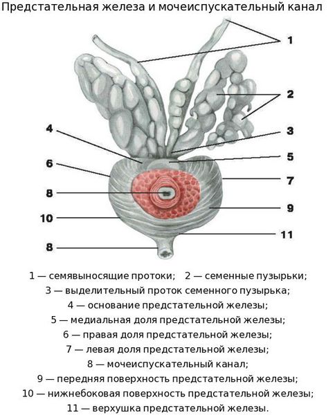 Анатомия предстательной железы
