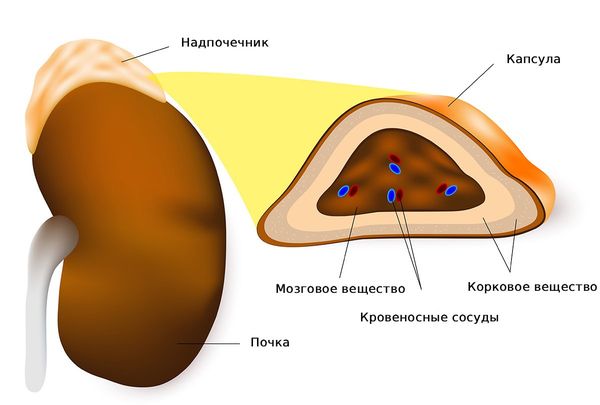 Строение надпочечника Строение надпочечника