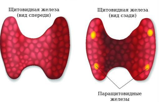 Околощитовидные железы и щитовидная железа