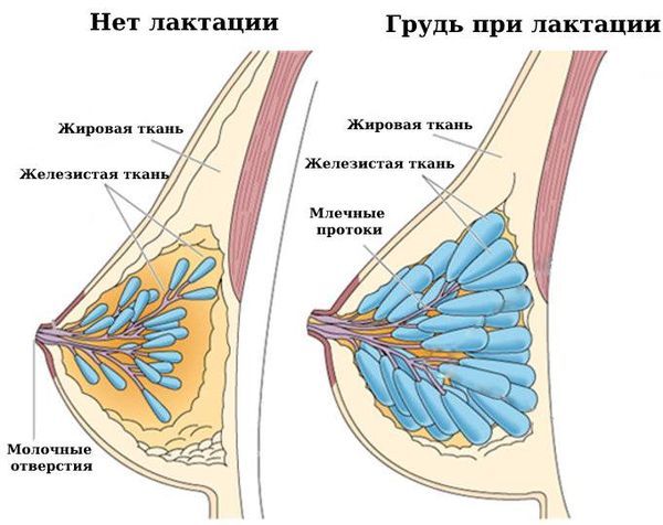 Соотношение железистой и жировой ткани без лактации и при лактации Соотношение железистой и жировой ткани без лактации и при лактации