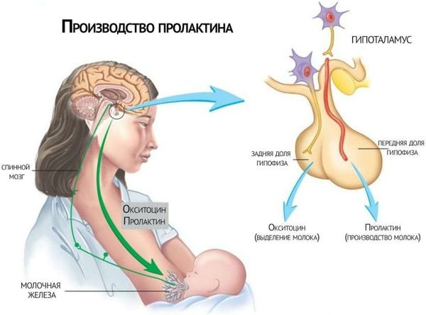 Выброс пролактина в ответ на стимуляцию груди Выброс пролактина в ответ на стимуляцию груди