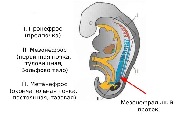 Стадии развития почки Стадии развития почки