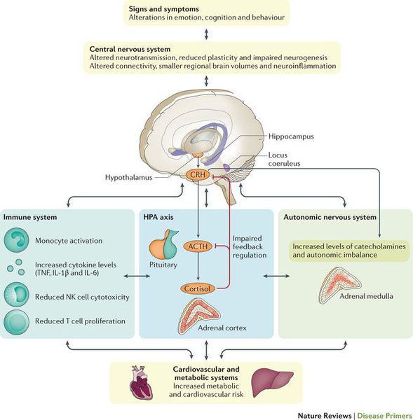 Нейрометаболическая система