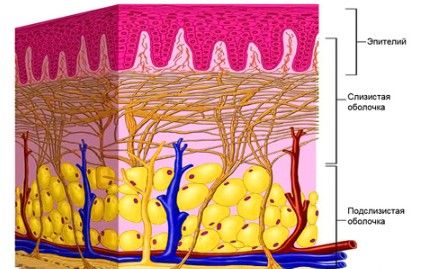 Слизистая и подслизистая оболочка полости рта Слизистая и подслизистая оболочка полости рта