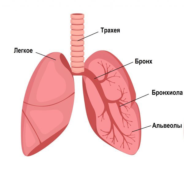 Строение лёгкого