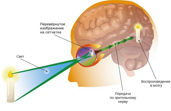 Как мы видим окружающий мир Как мы видим окружающий мир