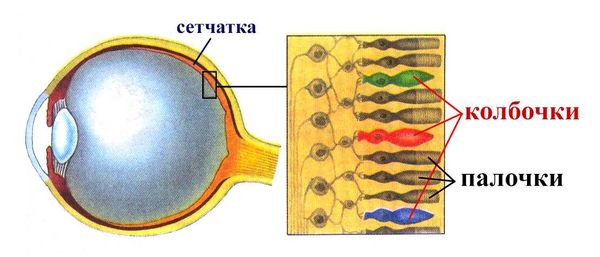 Палочки и колбочки сетчатки