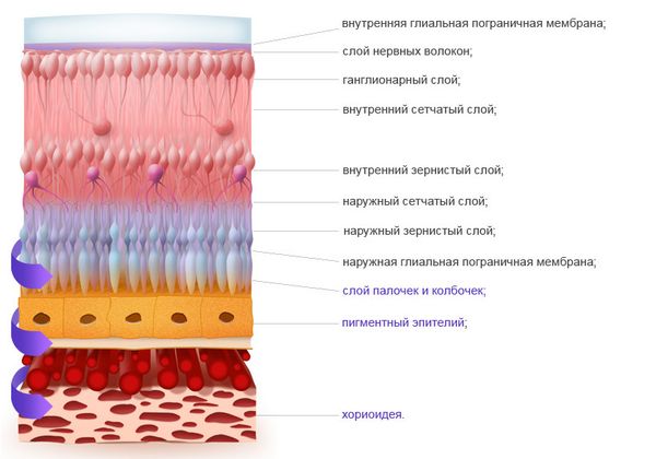 Слои сетчатки Слои сетчатки