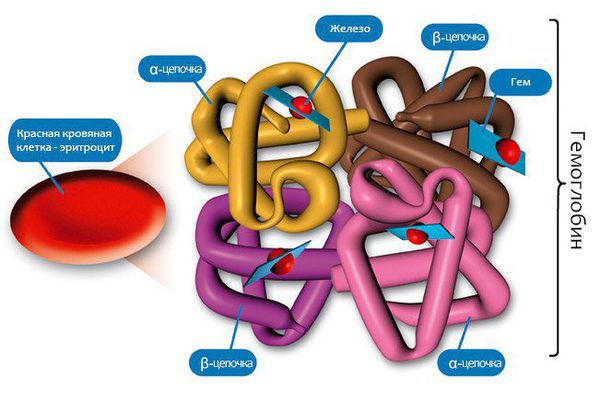 eritrocit gemoglobin i gem s