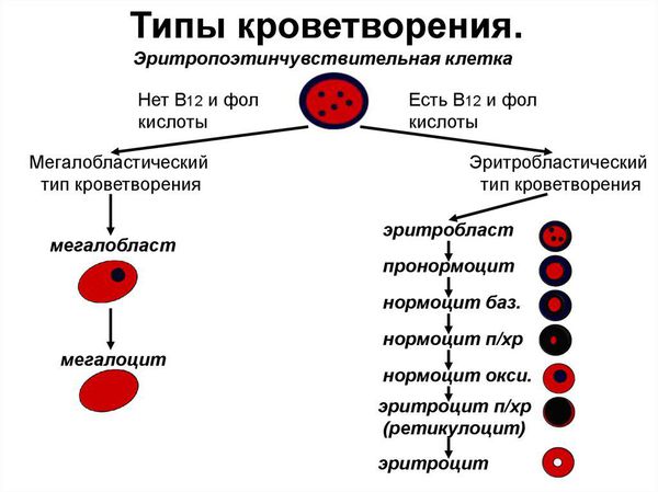 Типы кроветворения