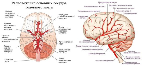 Спазм сосудов головного мозга: симптомы, причины и лечение