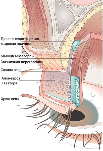 Анатомия века