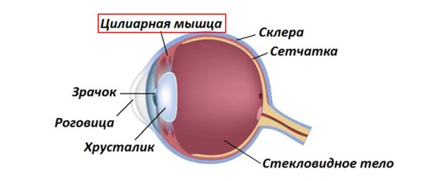 Цилиарная мышца