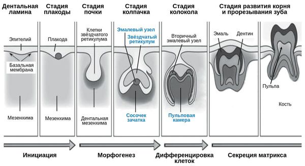 Этапы формирования зуба