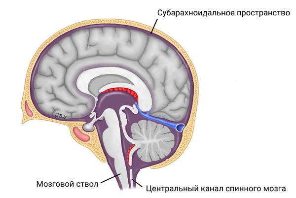 Субарахноидальное пространство, мозговой ствол и канал спинного мозга