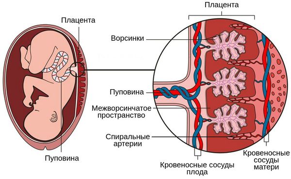 Плацентарное кровообращение