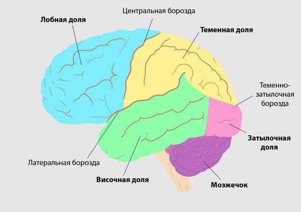 Головной мозг в картинках