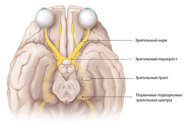 Перекрёст зрительных нервов