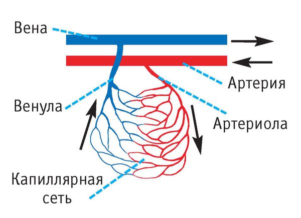Строение капиллярного русла (схематично)